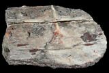 Devonian Petrified Wood (Callixylon) Section - Oldest True Wood #102054-1